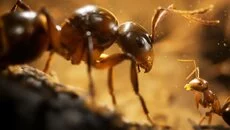 Empire of the Ants схожа на Empire of the Ants