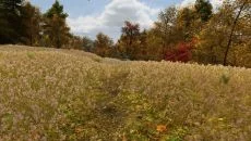 Walden, a game - дата виходу