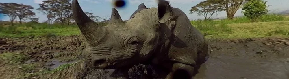 Усі відгуки та оцінки Virry VR: Feel the Wild — 0 думок