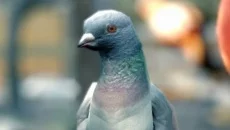 Pigeon Simulator - дата виходу