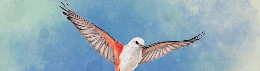 Форум WINGSPAN