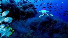 Underwater Aqua Queen Master 3D: Scuba Adventures - дата виходу для Android