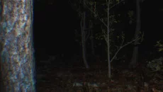 Paranormal Tales - дата виходу