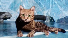 Max and Maya: Cat simulator схожа на Max and Maya: Cat simulator