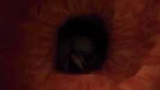 Revenge Of The Colon - дата виходу для PC