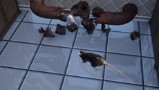 Rat Royal - дата виходу для PC
